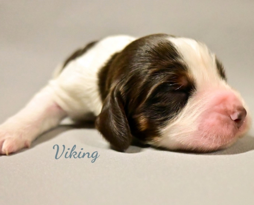 viking