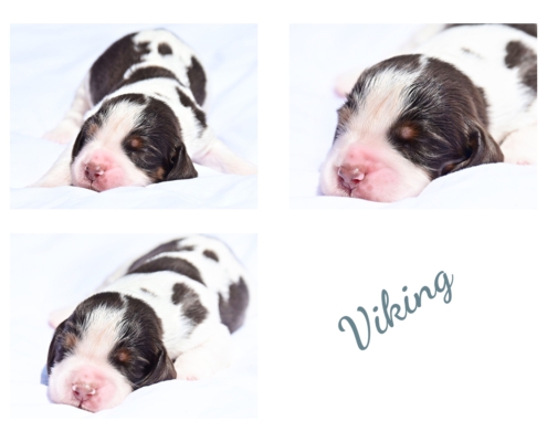 viking3
