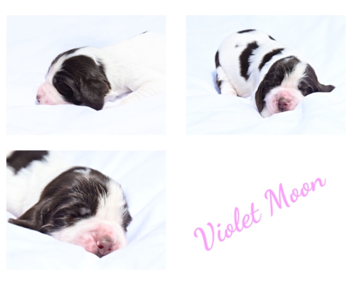 vio3