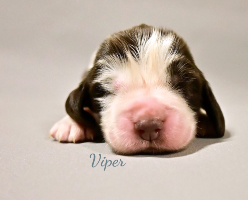 viper