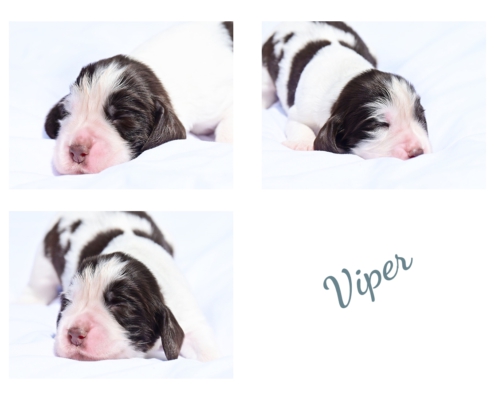 viper3