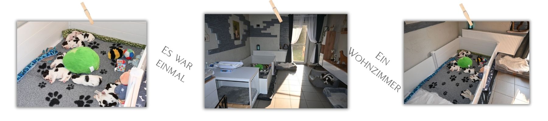 welpenzimmer