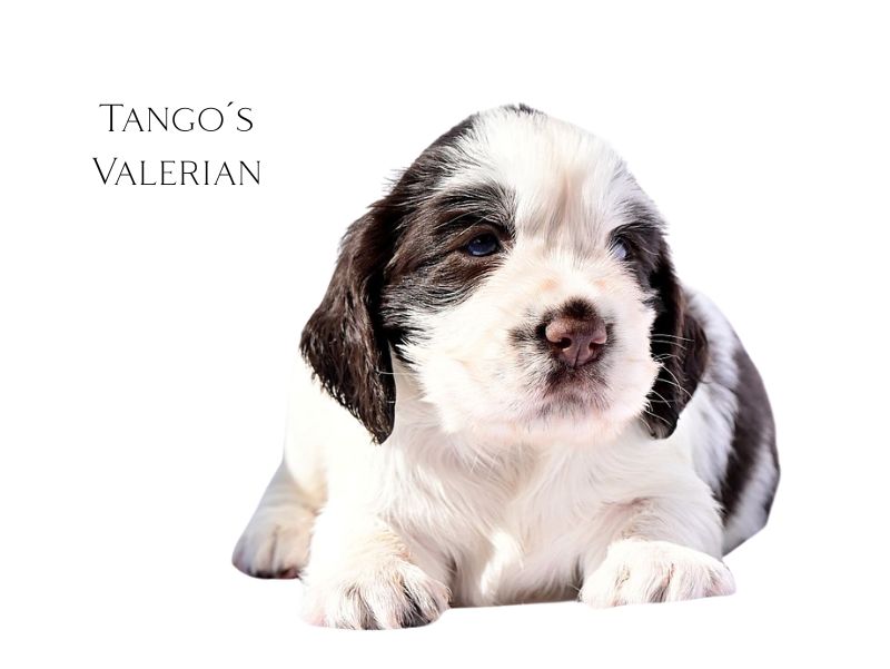 Tango´s Valerian (1)