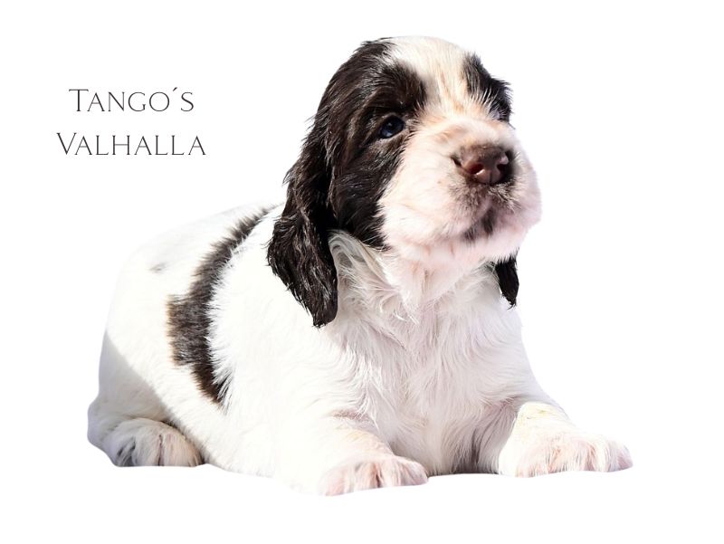 Tango´s Valhalla (1)