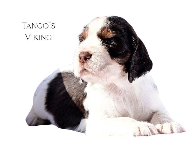 Tango´s Viking (1)