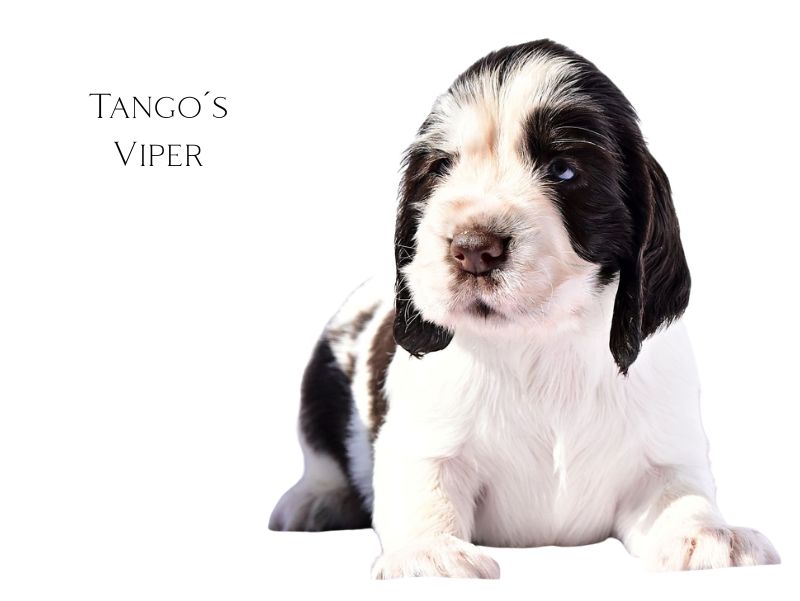 Tango´s Viper (1)