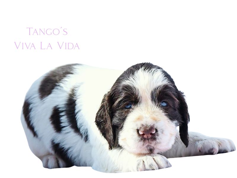 Tango´s Viva (1)