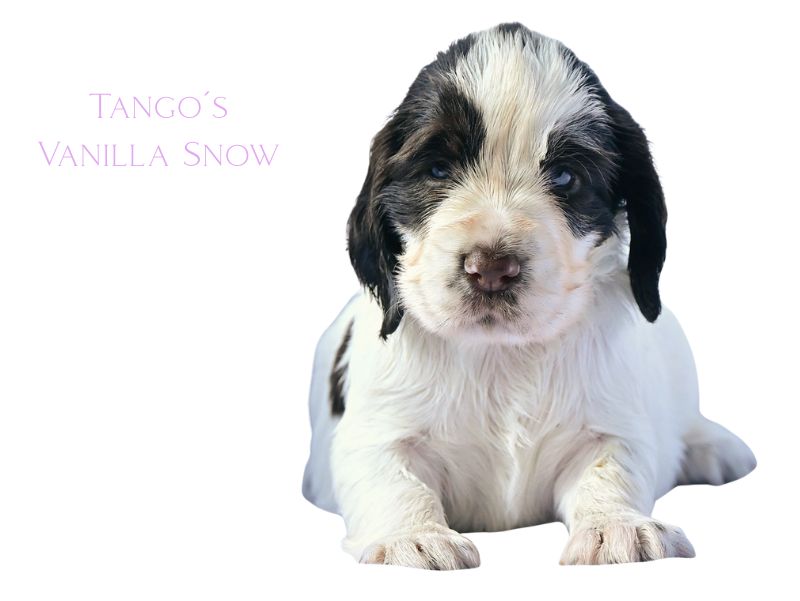 Tango´s vanilla (1)