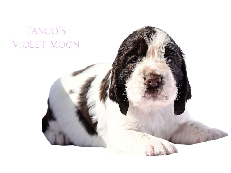 Tango´s violet (1)