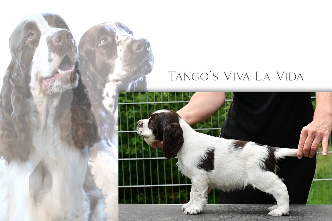 Viva (1)