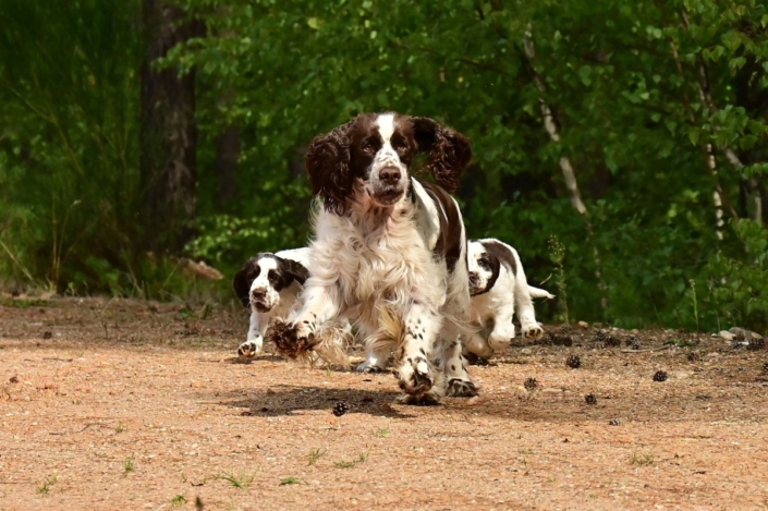 englishspringerspanielbayernDSC_5749welpen