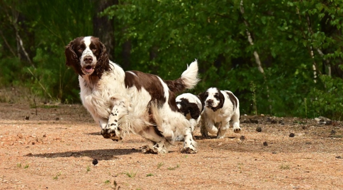 englishspringerspanielbayernDSC_5752welpen