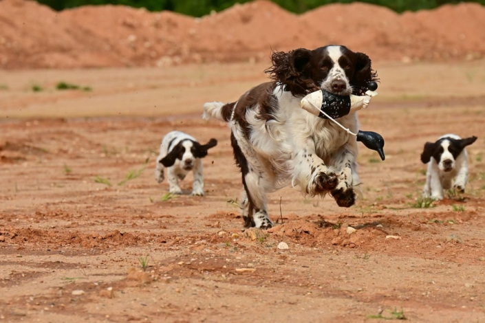 englishspringerspanielbayernDSC_5763welpen
