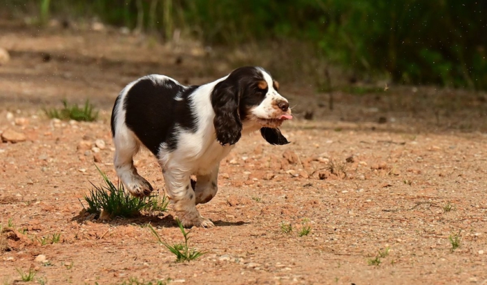 englishspringerspanielbayernDSC_5767welpen