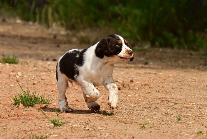 englishspringerspanielbayernDSC_5768welpen