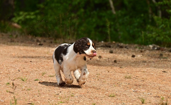 englishspringerspanielbayernDSC_5771welpen