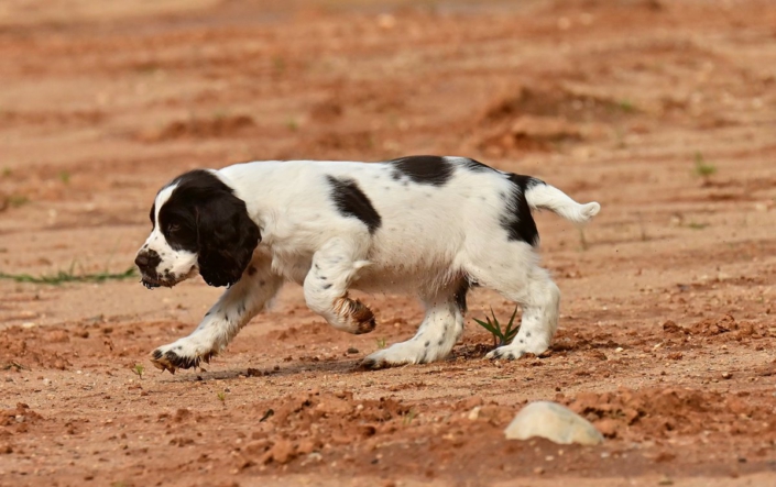 englishspringerspanielbayernDSC_5778welpen