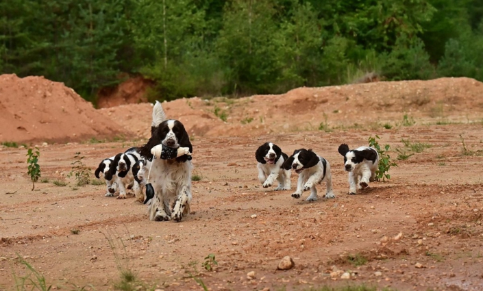 englishspringerspanielbayernDSC_5807welpen