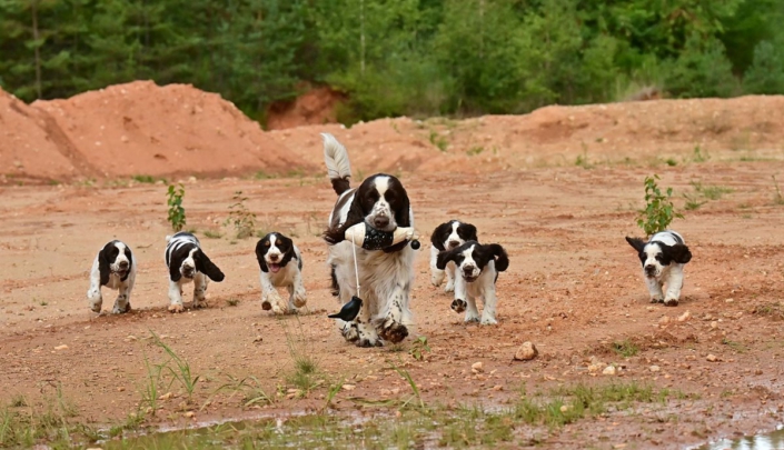 englishspringerspanielbayernDSC_5821welpen
