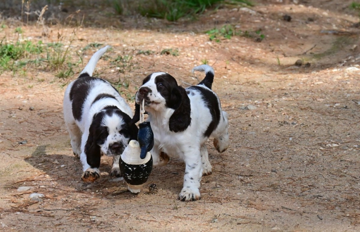 englishspringerspanielbayernDSC_5847welpen
