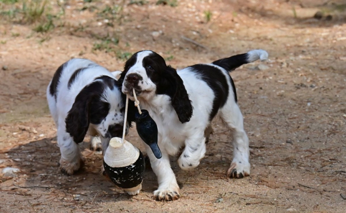 englishspringerspanielbayernDSC_5849welpen