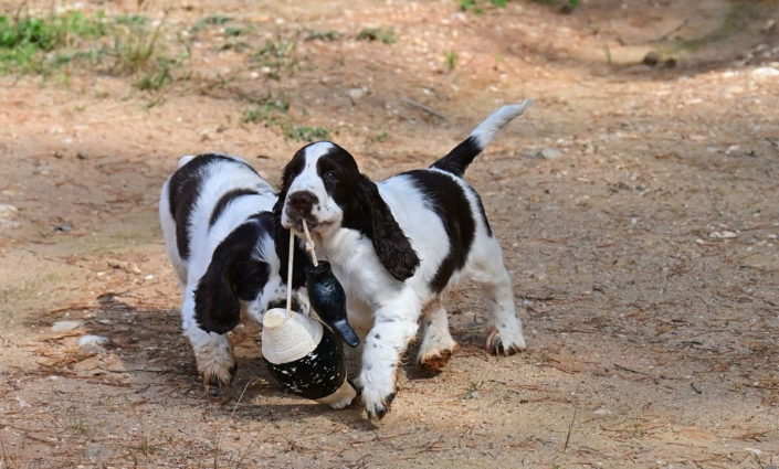 englishspringerspanielbayernDSC_5850welpen
