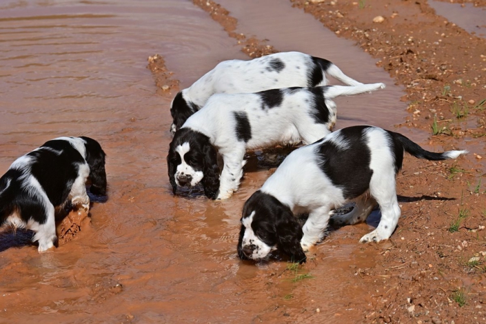 englishspringerspanielbayernDSC_5865welpen