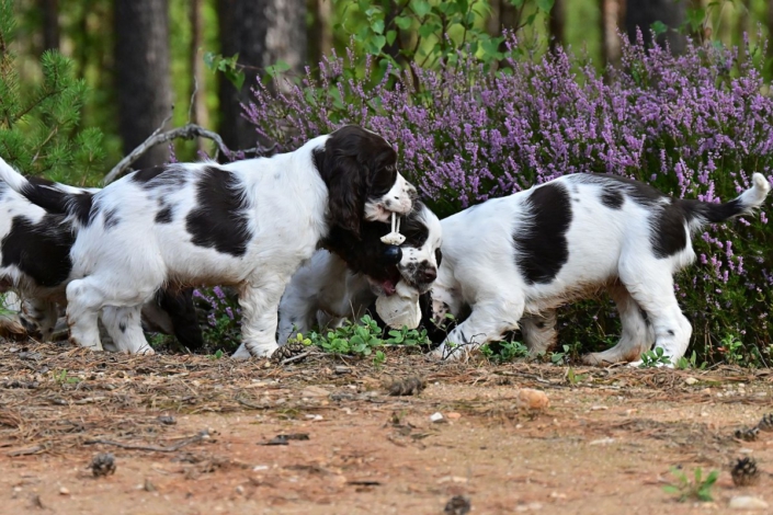 englishspringerspanielbayernDSC_5886welpen