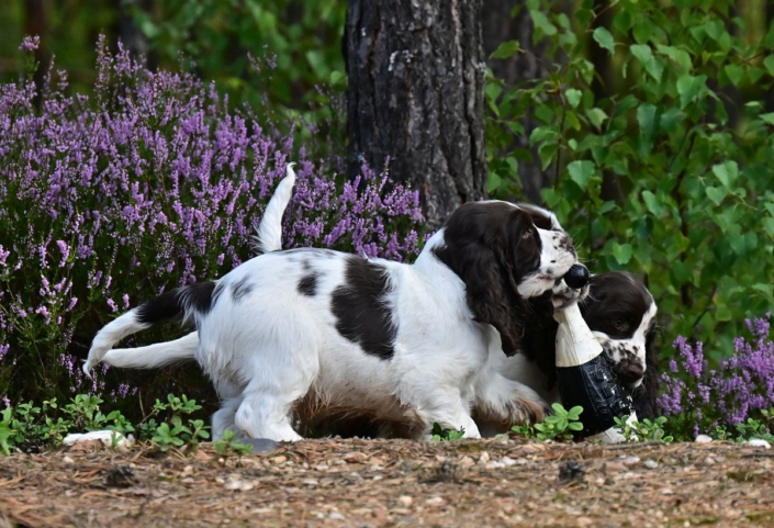 englishspringerspanielbayernDSC_5897welpen