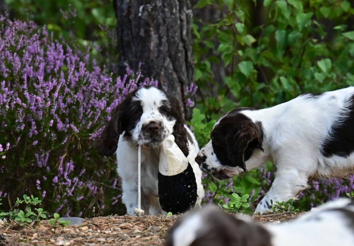 englishspringerspanielbayernDSC_5905welpen