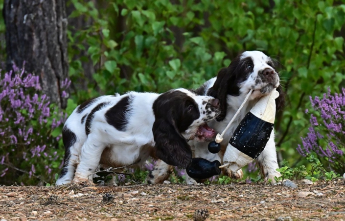 englishspringerspanielbayernDSC_5906welpen