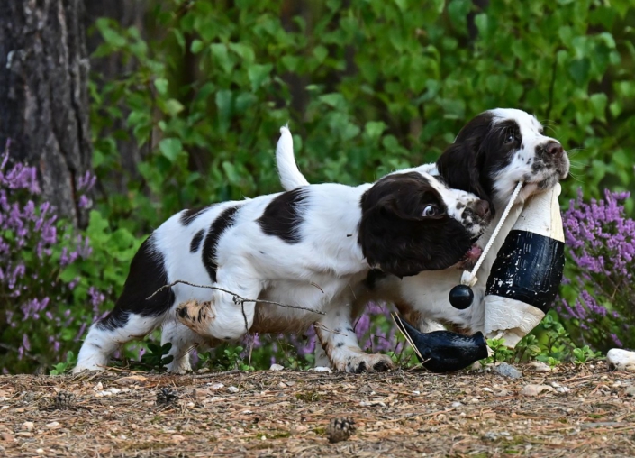 englishspringerspanielbayernDSC_5907welpen