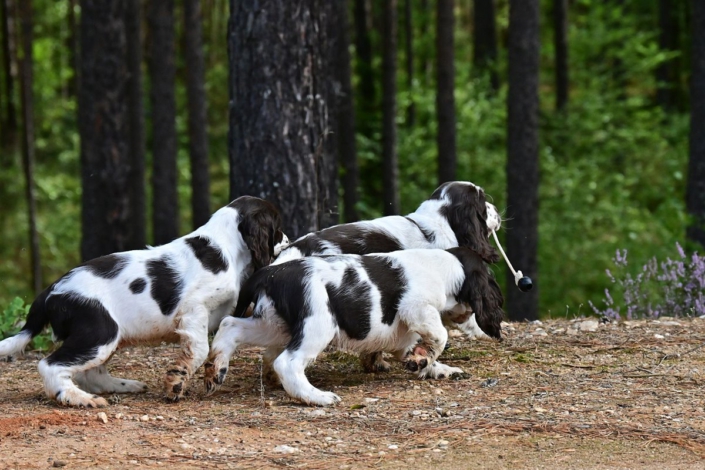 englishspringerspanielbayernDSC_5930welpen
