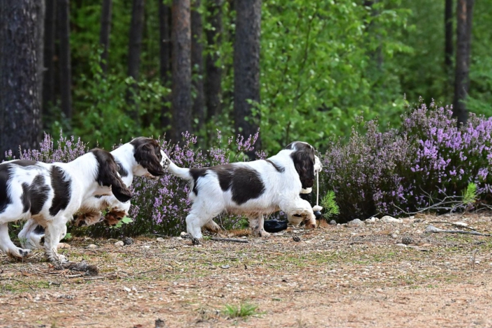 englishspringerspanielbayernDSC_5940welpen