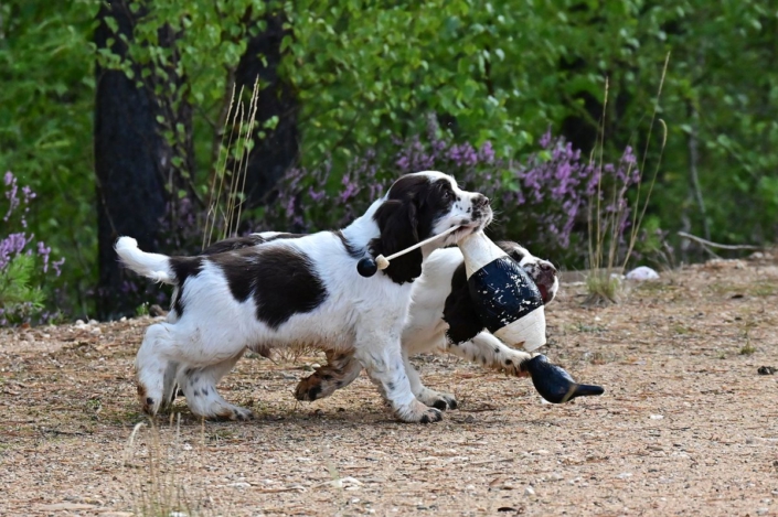 englishspringerspanielbayernDSC_5948welpen
