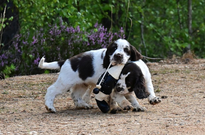 englishspringerspanielbayernDSC_5952welpen
