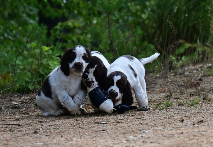 englishspringerspanielbayernDSC_5961welpen
