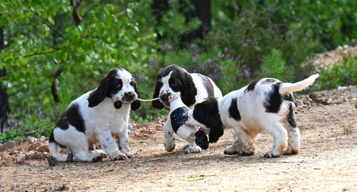 englishspringerspanielbayernDSC_5987welpen