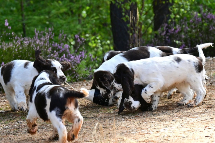 englishspringerspanielbayernDSC_6007welpen