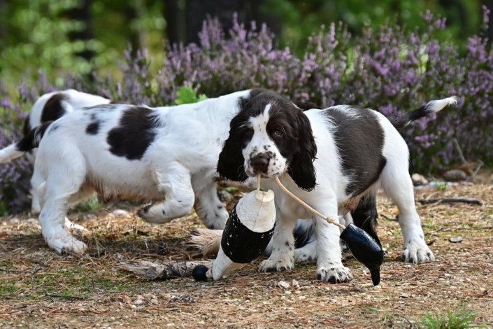 englishspringerspanielbayernDSC_6070welpen