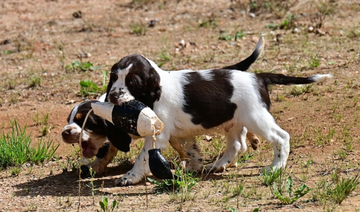 englishspringerspanielbayernDSC_6094welpen