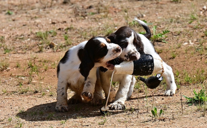 englishspringerspanielbayernDSC_6101welpen