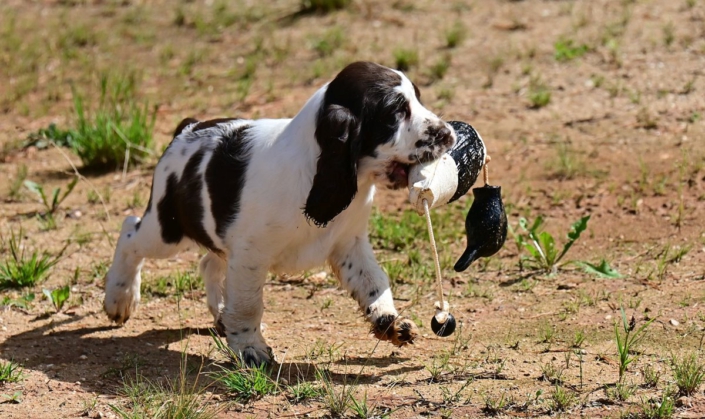 englishspringerspanielbayernDSC_6111welpen