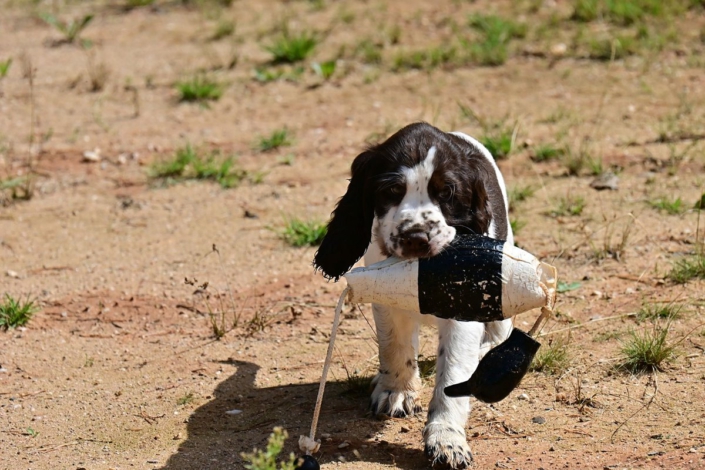 englishspringerspanielbayernDSC_6113welpen