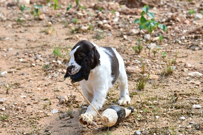 englishspringerspanielbayernDSC_6121welpen