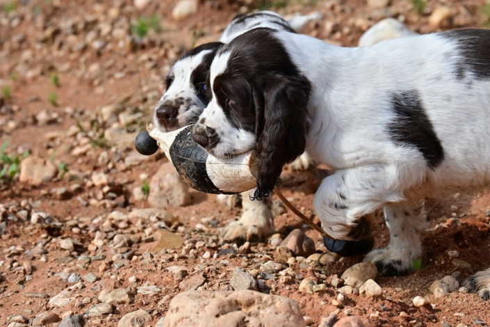 englishspringerspanielbayernDSC_6138welpen