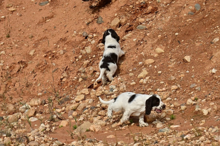 englishspringerspanielbayernDSC_6194welpen
