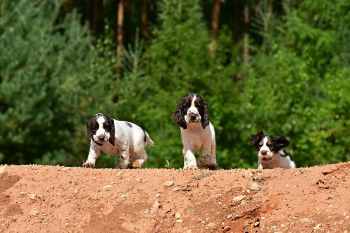 englishspringerspanielbayernDSC_6402welpen
