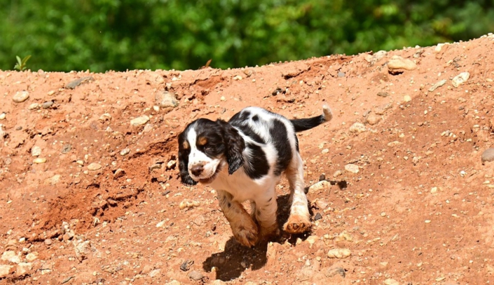 englishspringerspanielbayernDSC_6414welpen