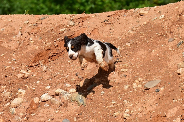 englishspringerspanielbayernDSC_6415welpen